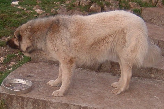 Gara faundland | Yugoslavian Shepherd Dog-Sarplaninac 