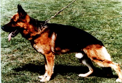 Kjeldmosens Ajax | German Shepherd Dog 