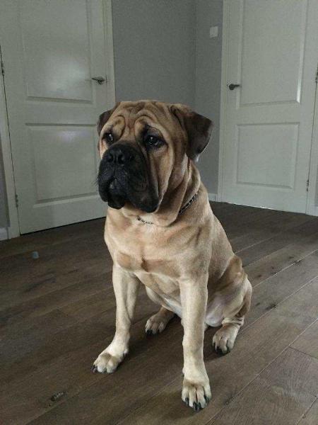 Cooperdale Sir Lancelot | Bullmastiff 