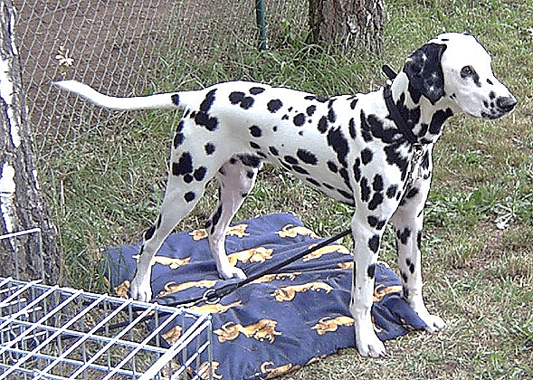 Black Baron of Wolfcubs | Dalmatian 