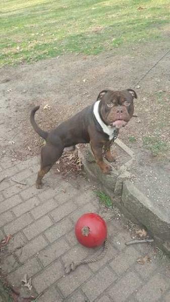 Hardtail's Jax | Olde English Bulldogge 