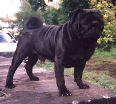 Tagritania Sherman Roppy | Pug 
