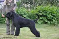 Gently Born Michigan | Giant Schnauzer 