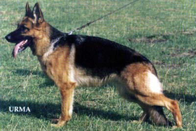 Wenda aus Agrigento | German Shepherd Dog 