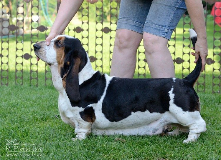 Angie Cecelka z Cecelic | Basset Hound 