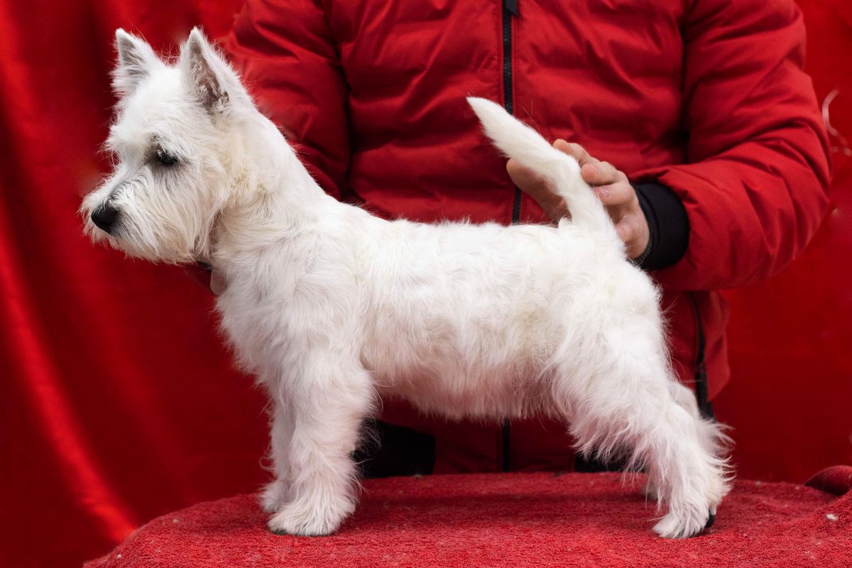 Laura Artemida Grand | West Highland White Terrier 