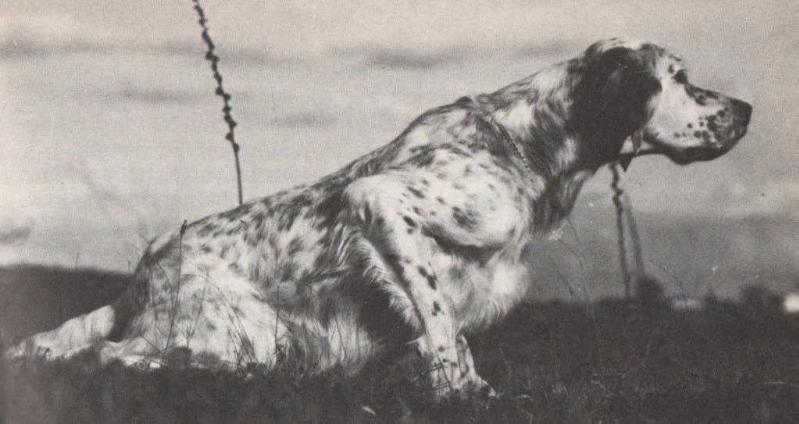 Arno 2 di Val d’Idice | English Setter 