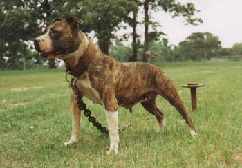 Dsk's Tina | American Pit Bull Terrier 