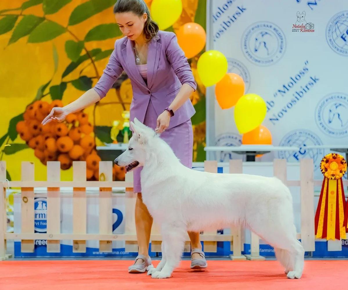 WESNA IZ BELOY BRIGADY | White Swiss Shepherd Dog 