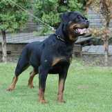 Yazmin vom Haus Burns | Rottweiler 