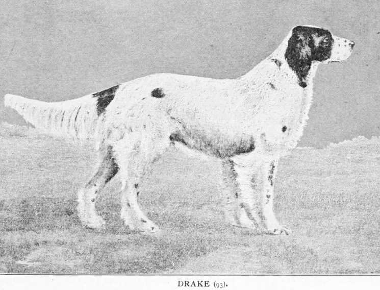 Drake (93 Vol I) | English Setter 