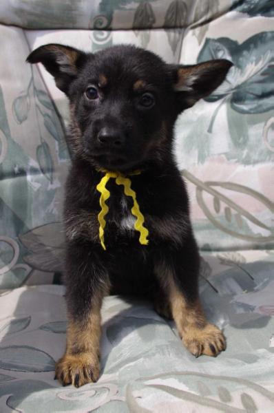 Nausicaä von Granville | German Shepherd Dog 