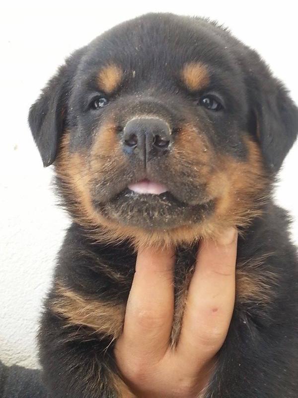 Jester Gladiator's Kennel | Rottweiler 