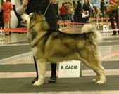 Kenig Foreign Black Azart Admiral | Alaskan Malamute 