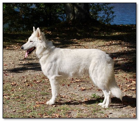 Tinayja of Beautyful Whites | White Swiss Shepherd Dog 