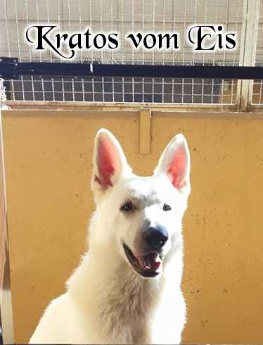 Kratos vom Eis | White Swiss Shepherd Dog 