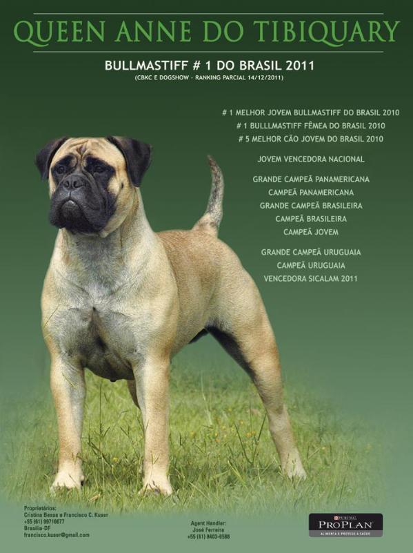 Queen anne do tibiquary | Bullmastiff 