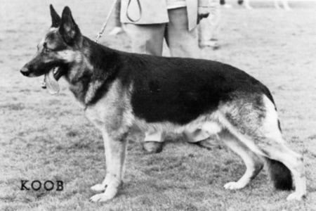 Rocco vom Busecker Schloß | German Shepherd Dog 