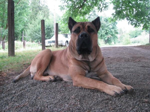 Enrique De Cabeza Grande | Perro de Presa Canario 