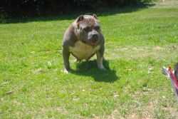 Motown's Forbbiden Candiland | American Pit Bull Terrier 