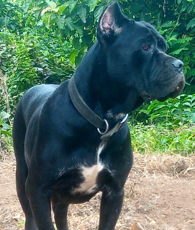 Lulu Tolhill | Cane Corso 