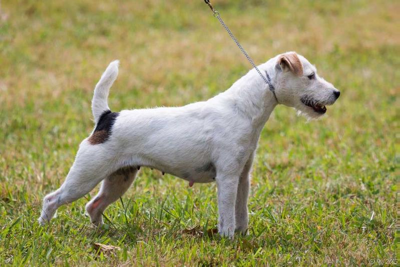 Little Eden Lofty | Jack Russell Terrier 