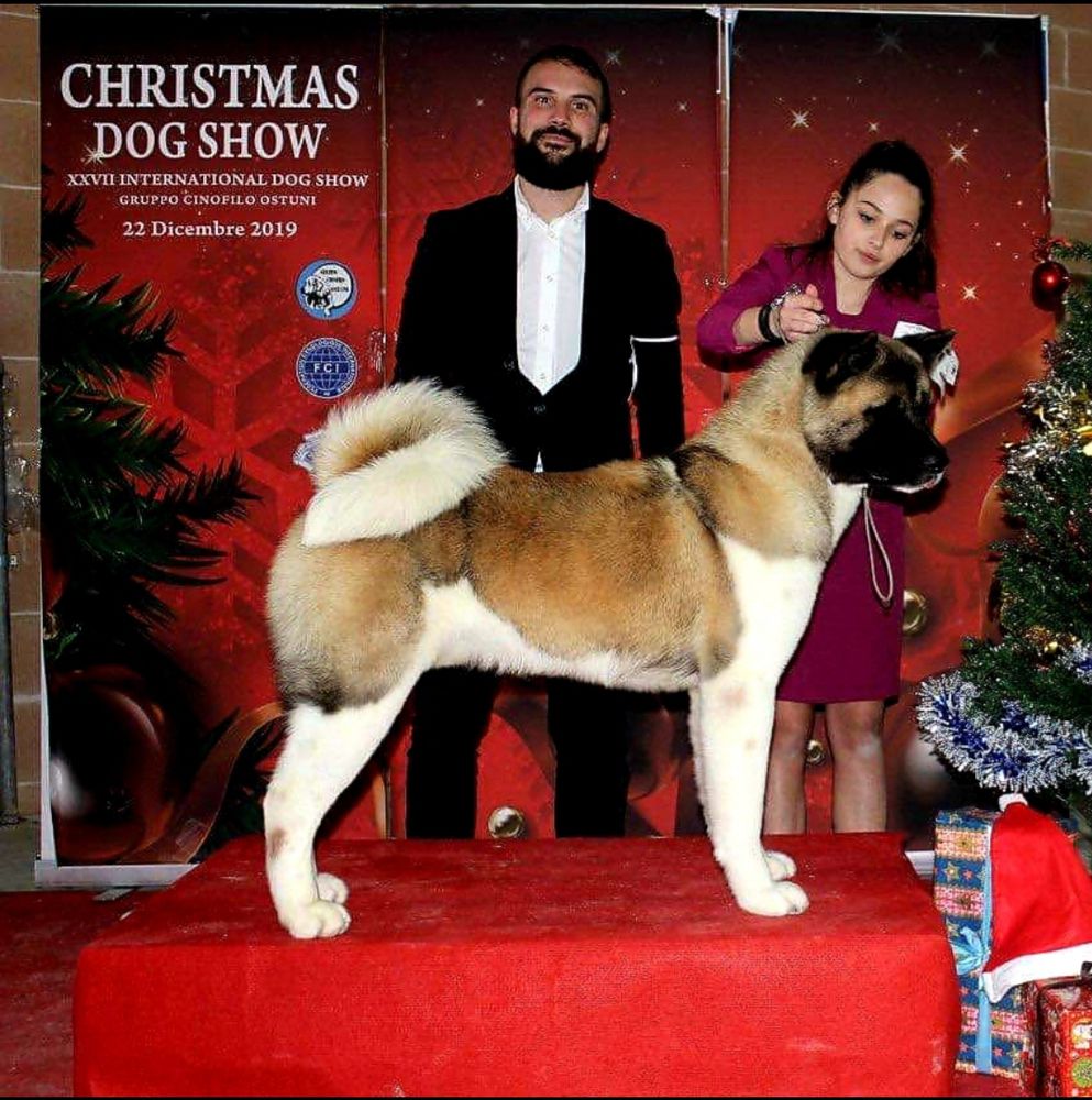 Doubledrake Austin Nichols | Akita 