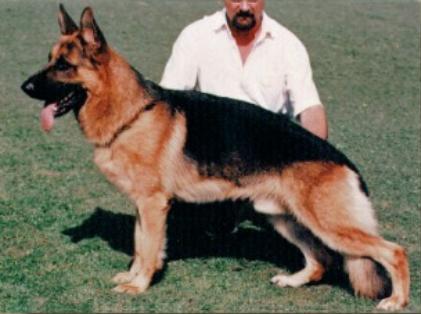 Diego du Village le Plus Long d'Alsace | German Shepherd Dog 