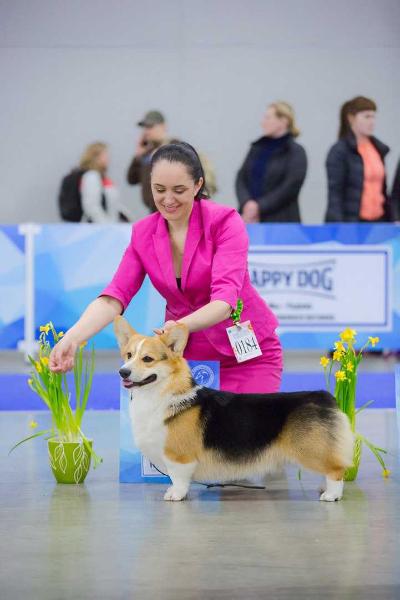 Style Life Silver Fox | Pembroke Welsh Corgi 
