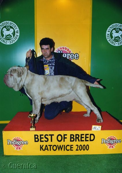 LAGUNA Guernica | Neapolitan Mastiff 