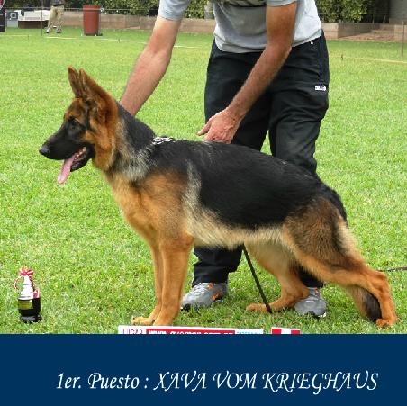 Xava vom Krieghaus | German Shepherd Dog 