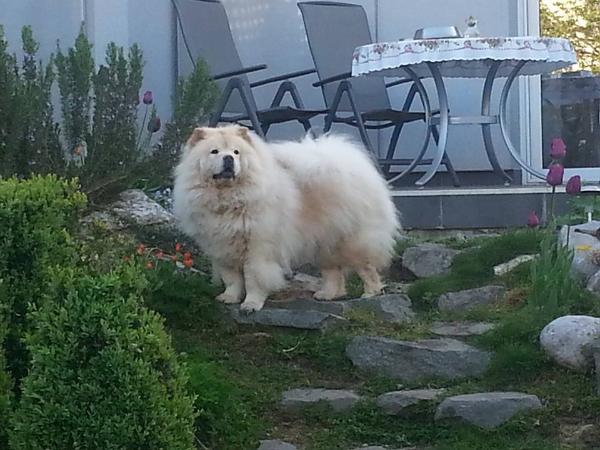 Gigi Von Ventolin | Chow Chow 