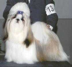 Ming Dynasty's Armani | Shih Tzu 