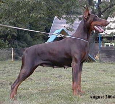 Bianca Jimona of Mon-ja-mes | Brown Doberman Pinscher