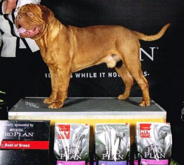 Allegreto Beauzac | Dogue de Bordeaux 