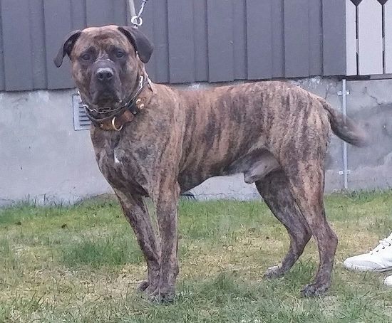Oliver Riocha | Perro de Presa Canario 
