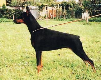 Zenda v. Franckenhorst | Black Doberman Pinscher