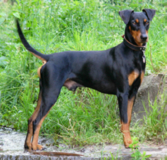 GASKO vom Klosterfels | German Pinscher 