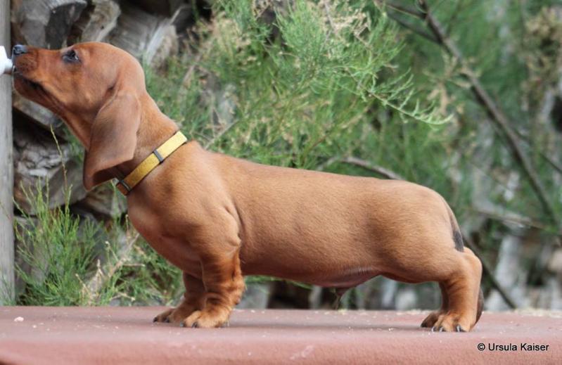 Anton vom Brexbach | Dachshund 