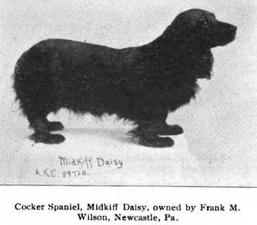 Midkiff Daisy | English Cocker Spaniel 