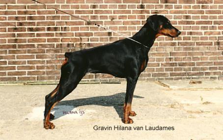 Gravin Hilana v. Laudamus | Black Doberman Pinscher