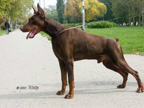 Armani Dente del Gigante | Brown Doberman Pinscher