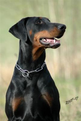 Supreme Guardians Cilla Lava | Black Doberman Pinscher