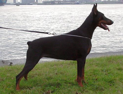 Vienna v.d. Donauhoeve | Black Doberman Pinscher