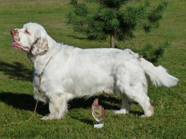 Wymeswold Ice Cube | Clumber Spaniel 