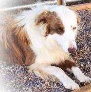 Newt 'abc 395644' | Border Collie 