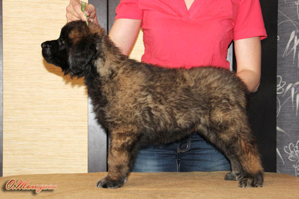 Rus Antares Antonius | Leonberger 