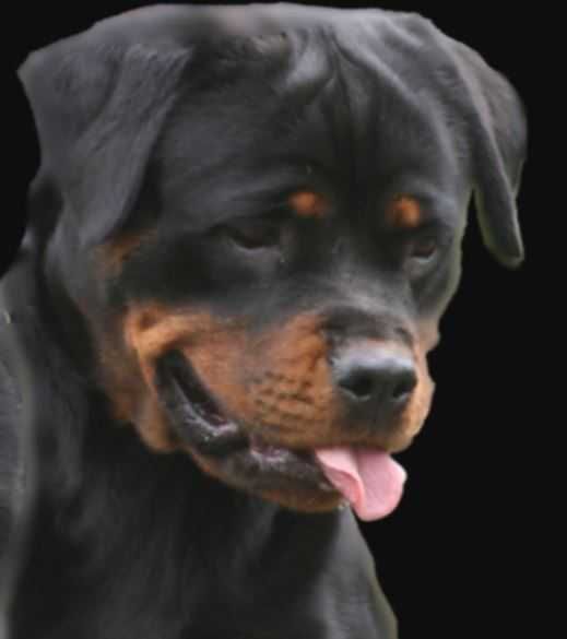 Darkgypsy Vanquisher | Rottweiler 