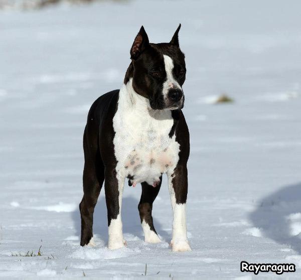 Karballido Staffs Dancing Queen | American Staffordshire Terrier 