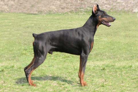 Benjamin Halit Pasa | Black Doberman Pinscher